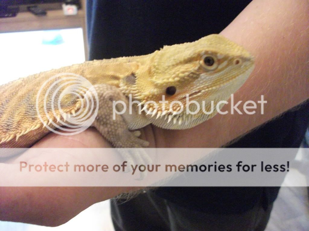 SE England Collection Of Bearded Dragons For Sale Milton Keynes